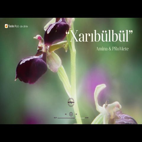 Amina,PRoMete - XarıBülbül